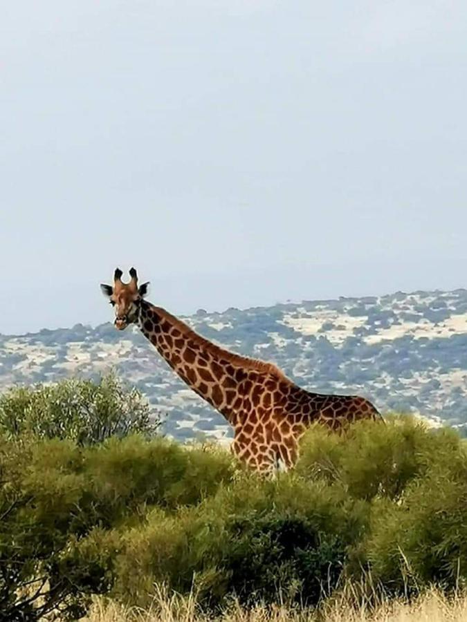 Letsatsi Game Lodge Smithfield Bagian luar foto