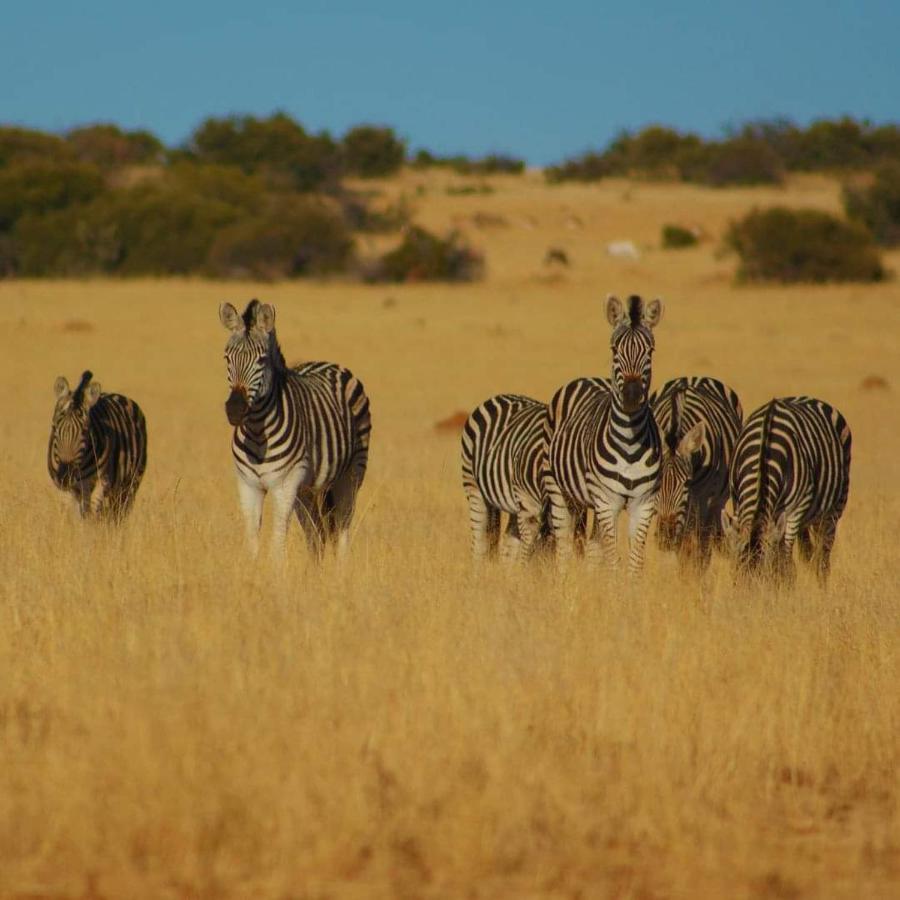 Letsatsi Game Lodge Smithfield Bagian luar foto