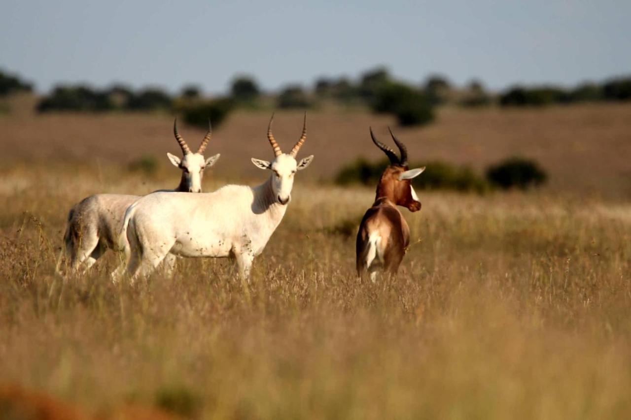 Letsatsi Game Lodge Smithfield Bagian luar foto