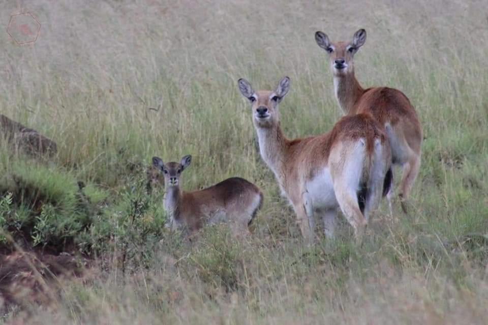 Letsatsi Game Lodge Smithfield Bagian luar foto