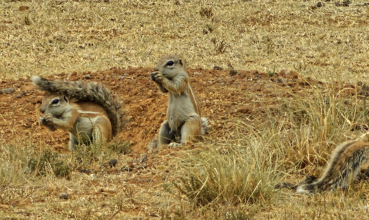 Letsatsi Game Lodge Smithfield Bagian luar foto