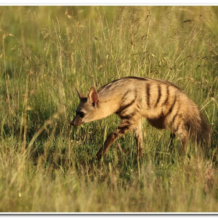 Letsatsi Game Lodge Smithfield Bagian luar foto