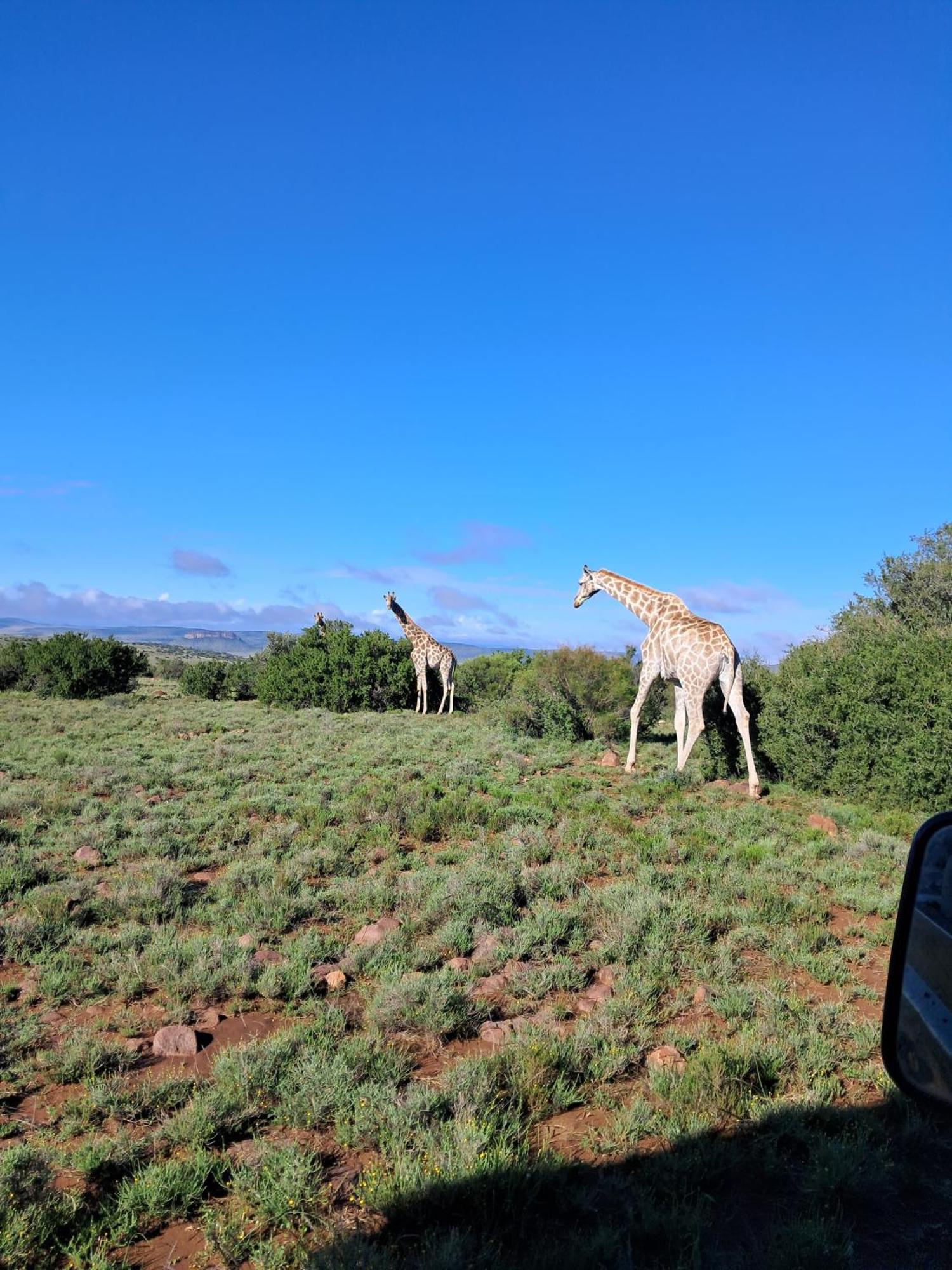 Letsatsi Game Lodge Smithfield Bagian luar foto