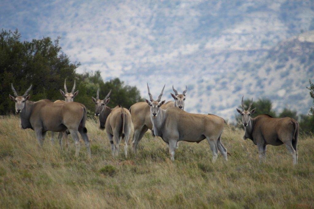 Letsatsi Game Lodge Smithfield Bagian luar foto